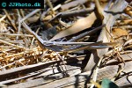acrida ungarica mediterranea snouted grasshopper acrida ungarica mediterranea snouted grasshopper