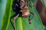 acridoxena hewiana dragonhead cricket acridoxena hewiana dragonhead cricket