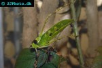 ancylecha fenestrata giant leaf grasshopper ancylecha fenestrata giant leaf grasshopper