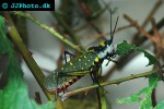 aularches miliaris northern spotted grasshopper aularches miliaris northern spotted grasshopper