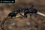 gryllus bimaculatus black cricket gryllus bimaculatus black cricket