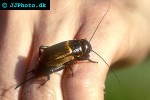 gryllus campestris field cricket gryllus campestris field cricket