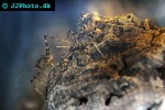 phaeophilacris bredoides cave cricket phaeophilacris bredoides cave cricket