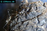 phaeophilacris bredoides cave cricket phaeophilacris bredoides cave cricket