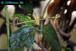 proscopia luceomaculata stick grasshopper proscopia luceomaculata stick grasshopper