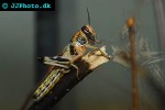 schistocerca gregaria desert locust schistocerca gregaria desert locust