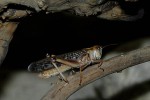 schistocerca gregaria desert locust schistocerca gregaria desert locust