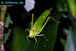 stilpnochlora couloniana giant katydid stilpnochlora couloniana giant katydid