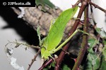 stilpnochlora couloniana giant katydid stilpnochlora couloniana giant katydid