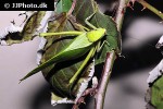 stilpnochlora couloniana giant katydid stilpnochlora couloniana giant katydid