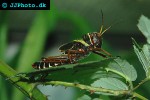 tropidacris collaris giant grasshopper tropidacris collaris giant grasshopper