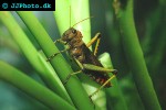 tropidacris collaris giant grasshopper tropidacris collaris giant grasshopper