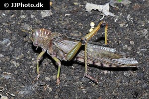 Grasshoppers & Crickets