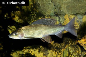 Grayling