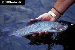 thymallus thymallus thymallus thymallus