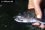thymallus thymallus thymallus thymallus