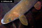 thymallus thymallus thymallus thymallus