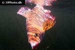 thymallus thymallus thymallus thymallus
