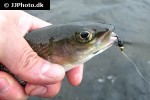 thymallus thymallus thymallus thymallus