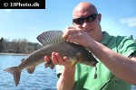 thymallus thymallus thymallus thymallus