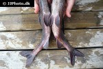thymallus thymallus thymallus thymallus