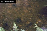thymallus thymallus thymallus thymallus
