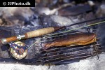 thymallus thymallus thymallus thymallus