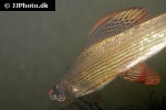 thymallus thymallus thymallus thymallus