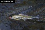 thymallus thymallus thymallus thymallus