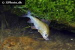 thymallus thymallus thymallus thymallus