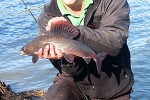 thymallus thymallus thymallus thymallus