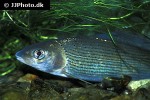thymallus thymallus thymallus thymallus