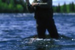 thymallus thymallus thymallus thymallus
