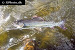thymallus thymallus thymallus thymallus