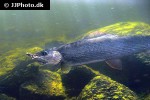 thymallus thymallus thymallus thymallus