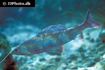 thymallus thymallus thymallus thymallus