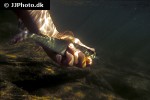 thymallus thymallus thymallus thymallus