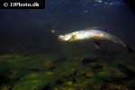 thymallus thymallus thymallus thymallus