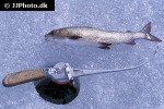 thymallus thymallus thymallus thymallus