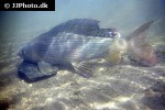 thymallus thymallus thymallus thymallus