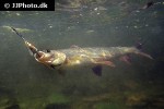 thymallus thymallus thymallus thymallus