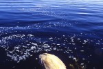 14 maniitsoq sukkertoppen 14 maniitsoq sukkertoppen