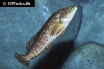 hexagrammos agrammus hexagrammos agrammus