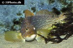 hexagrammos decagrammus hexagrammos decagrammus