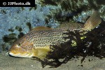 hexagrammos decagrammus hexagrammos decagrammus