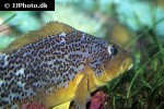hexagrammos decagrammus hexagrammos decagrammus