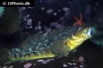 hexagrammos decagrammus hexagrammos decagrammus