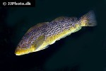 hexagrammos decagrammus hexagrammos decagrammus