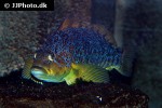 hexagrammos decagrammus hexagrammos decagrammus