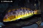 hexagrammos decagrammus hexagrammos decagrammus